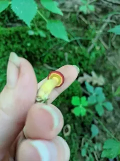 Boletus harrisonii thumbnail 4