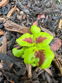 Coleus thumbnail 4