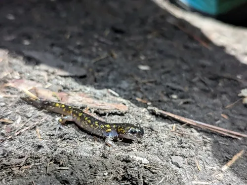 Spotted Salamander