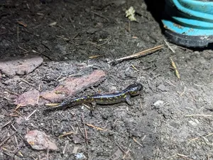 Spotted Salamander