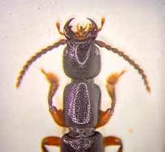 Lathrobium armatum thumbnail 3