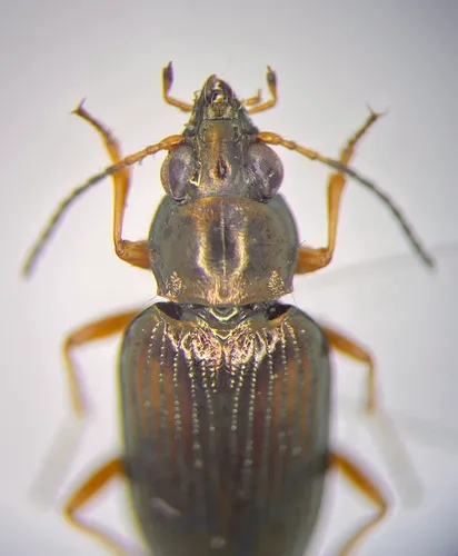 Confused Riverbank Ground Beetle