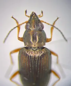 Confused Riverbank Ground Beetle thumbnail 1