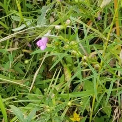 purple false foxglove thumbnail 3
