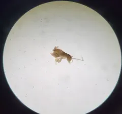 Eastern Ant Cricket thumbnail 3