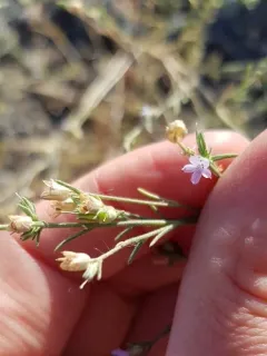 Small-flower Standing-cypress thumbnail 3
