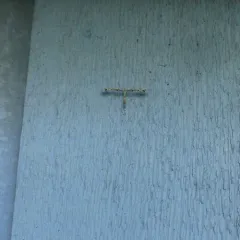 Geranium Plume Moth thumbnail 4