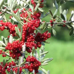 silver buffaloberry thumbnail 1