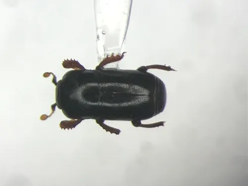 Teretrius latebricola