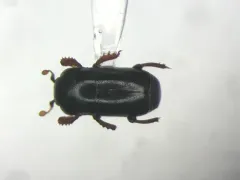 Teretrius latebricola thumbnail 1