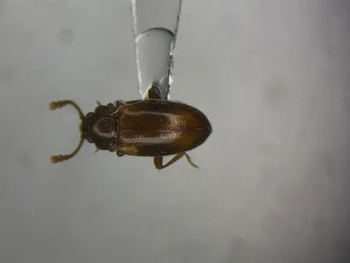 Hadromychus chandleri
