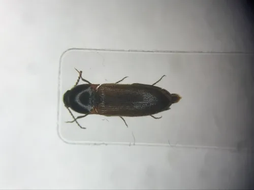 Fuscular Click Beetle