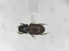 Blackburneus stercorosus thumbnail 1