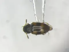 Beautiful Pleasing Fungus Beetle thumbnail 2
