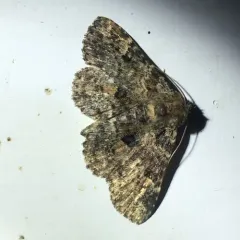 Common Fungus Moth thumbnail 2