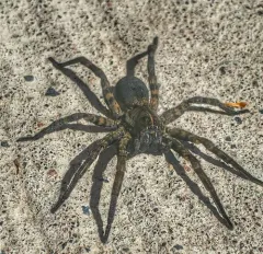 Woodland Giant Wolf Spider thumbnail 3