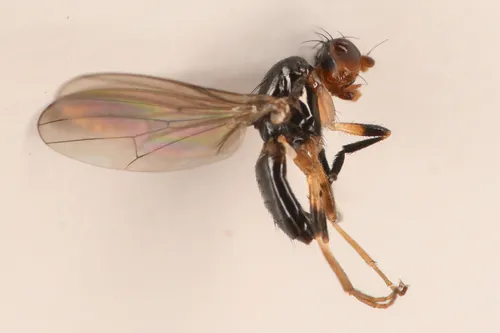 Mycetaulus nigritellus