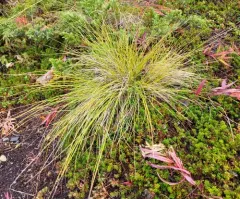Altai fescue thumbnail 2