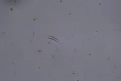 Rhoicosphenia abbreviata thumbnail 2