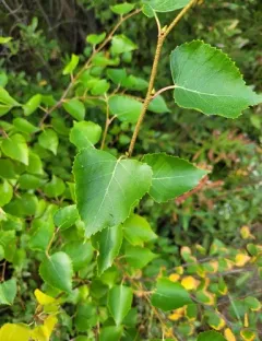 Alaska Paper Birch thumbnail 3