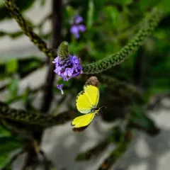 Little Yellow thumbnail 2