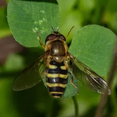 Hairy-eyed Flower Fly thumbnail 2