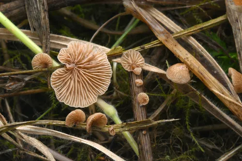 Deconica phillipsii