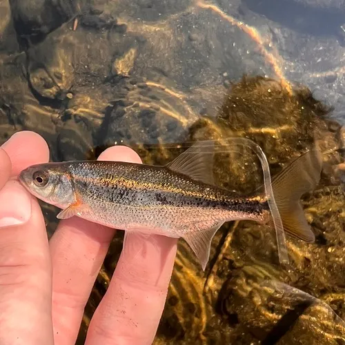Redside Shiner