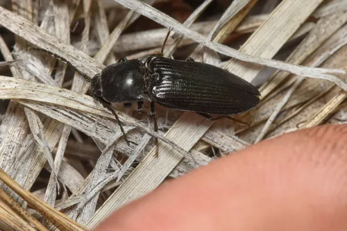 Sombre Click Beetle