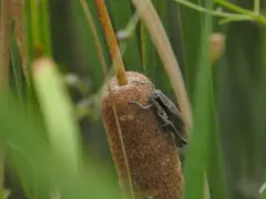 Hoosier Locust thumbnail 3