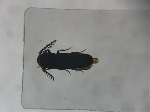 Sarpedon scabrosus