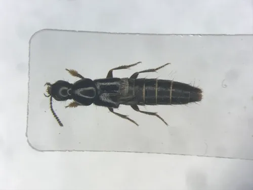 Quedius capucinus