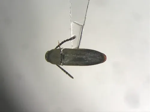 Hylis terminalis