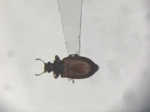 Enicmus tenuicornis