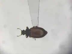 Enicmus tenuicornis thumbnail 1