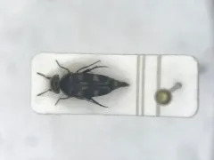 Tomoxia inclusa thumbnail 3