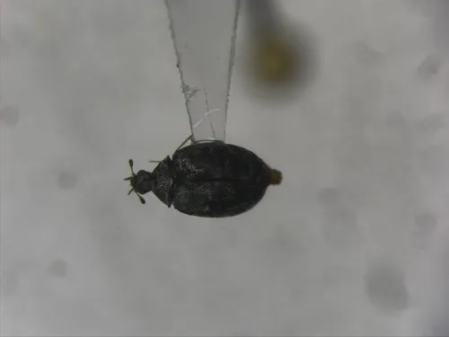 Anthrenus castaneae