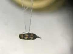 Three-banded Tumbling Flower Beetle thumbnail 2