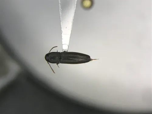 Nematodes penetrans