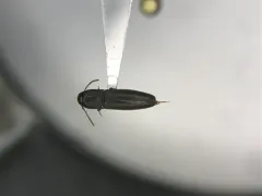 Nematodes penetrans thumbnail 1