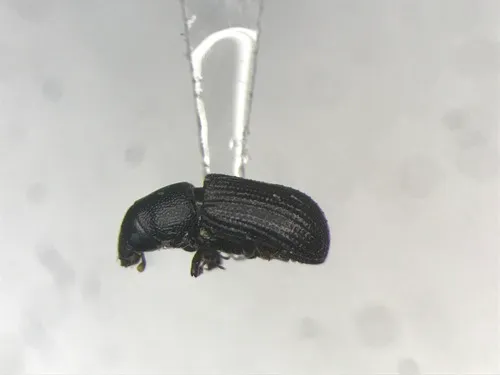 Stenoscelis brevis