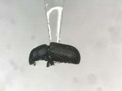 Stenoscelis brevis thumbnail 1