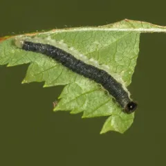 Raspberry Sawfly thumbnail 2