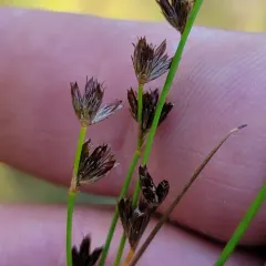 Narrow-panicle Rush thumbnail 3