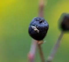 Thaumatomyia glabra thumbnail 2