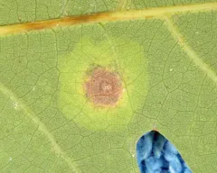 Cameraria bethunella thumbnail 4