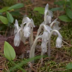 Ghost Pipe thumbnail 1