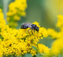 Spine-shouldered Cellophane Bee thumbnail 4