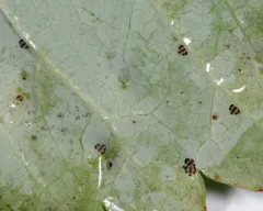 Calophya nigripennis thumbnail 2
