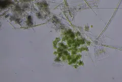 Kirchneriella obesa thumbnail 1